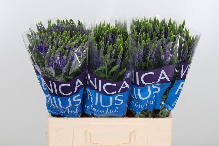 <h4>Veron Diana Spray</h4>