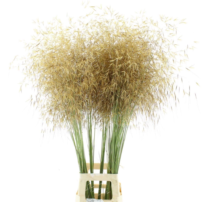 <h4>STIPA GIGANTEA</h4>