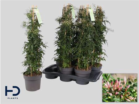 <h4>Jasm Polyanthum Wit 400+</h4>