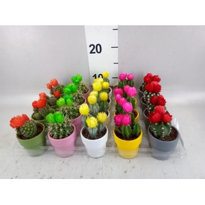 Cactus   ...decorated