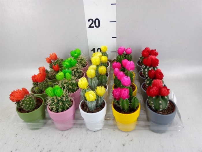 <h4>Cactus   ...decorated</h4>