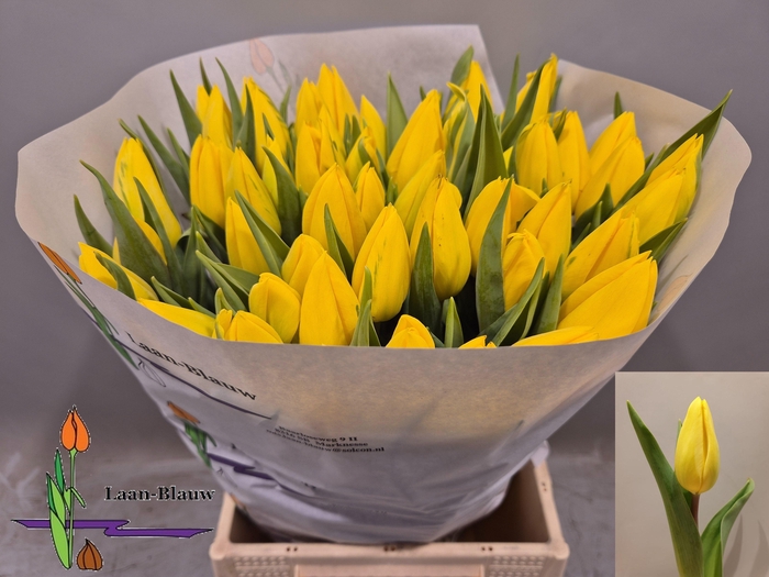 <h4>TU EN STRONG GOLD</h4>