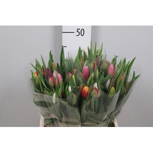 Tu En Gemengd Pastel