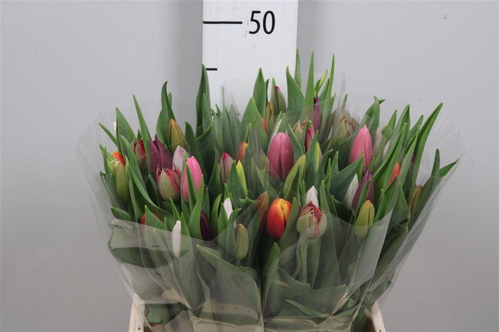 <h4>Tu En Gemengd Pastel</h4>