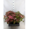 Caladium   ...