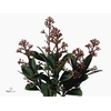 Skimmia Rubella Groot