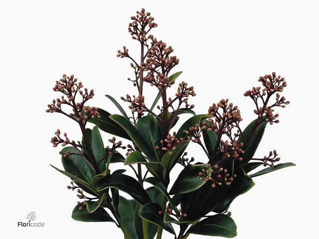 Skimmia Rubella Groot