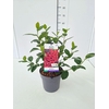 Aronia arbutifolia