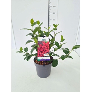 Aronia arbutifolia