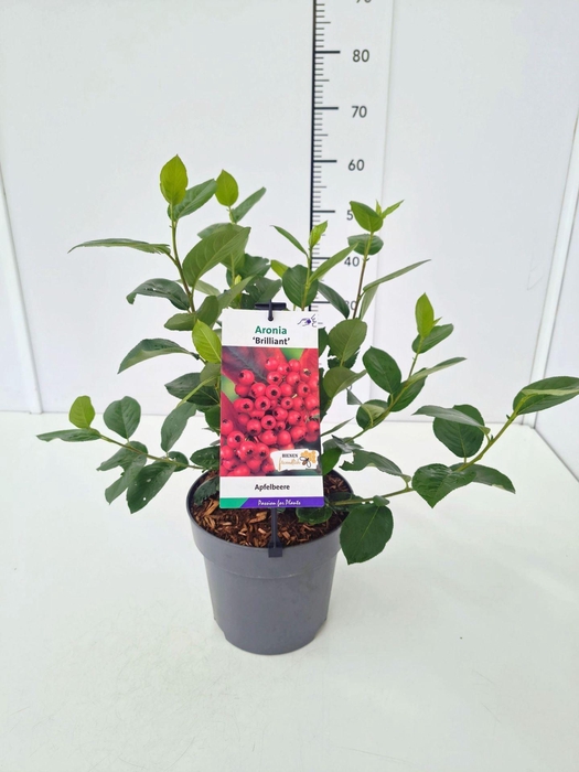 <h4>Aronia arbutifolia</h4>