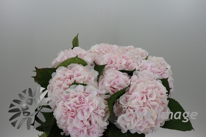 <h4>Hydrangea sweet verena</h4>