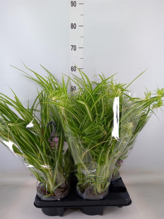 <h4>Ceropegia woodii ssp. woodii</h4>