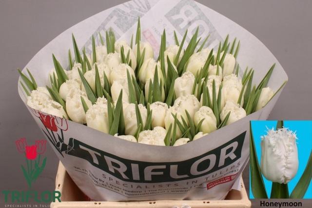 <h4>TU FR HONEYMOON</h4>