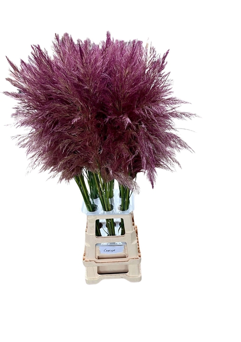 <h4>CORTA SELLOAN CERISE</h4>