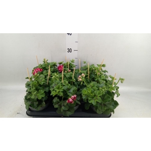 Pelargonium pelt.   ...