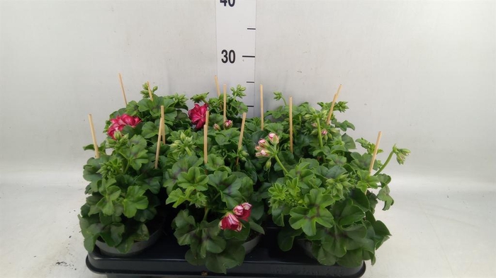 <h4>Pelargonium pelt.   ...</h4>