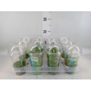 Waterplanten   ...mix