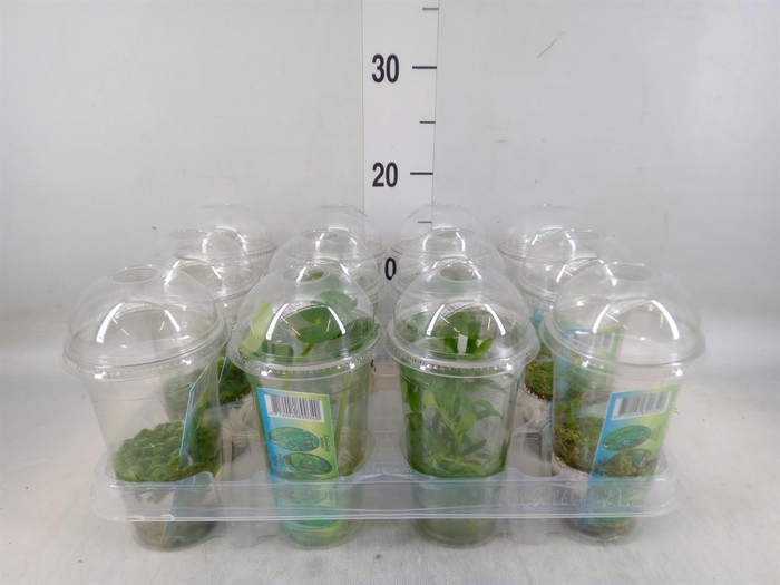 <h4>Waterplanten ...mix</h4>