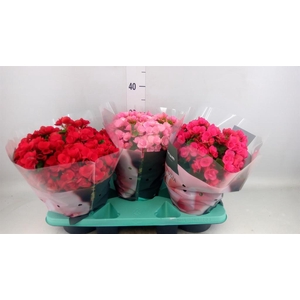 Begonia elat. EN 'Betulia' ..mix