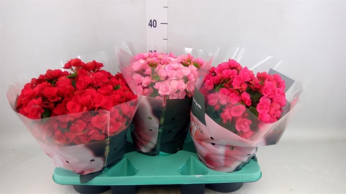 <h4>Begonia elat. EN 'Betulia' ..mix</h4>