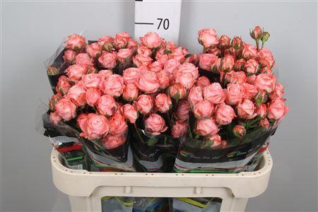 <h4>R Tr Amazing Magic</h4>