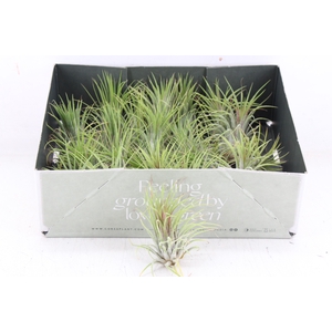 arr3 CP - Till. - Ionantha groen x20