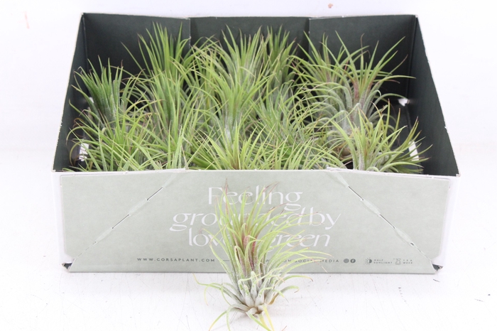 <h4>arr3 CP - Till. - Ionantha groen x20</h4>