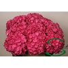 Hydrangea rodeo red