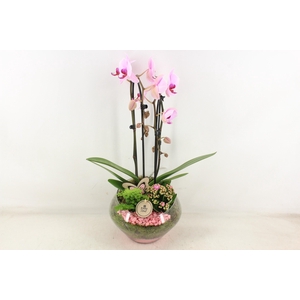 arr2 PL - Glas Olay phal roze