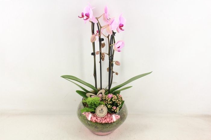 <h4>arr2 PL - Glas Olay phal roze</h4>