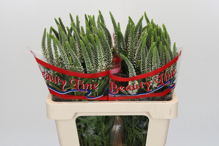 Veronica Skyler White