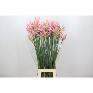 Nerine Pink Wonder