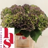 Hydrangea verena blue classic