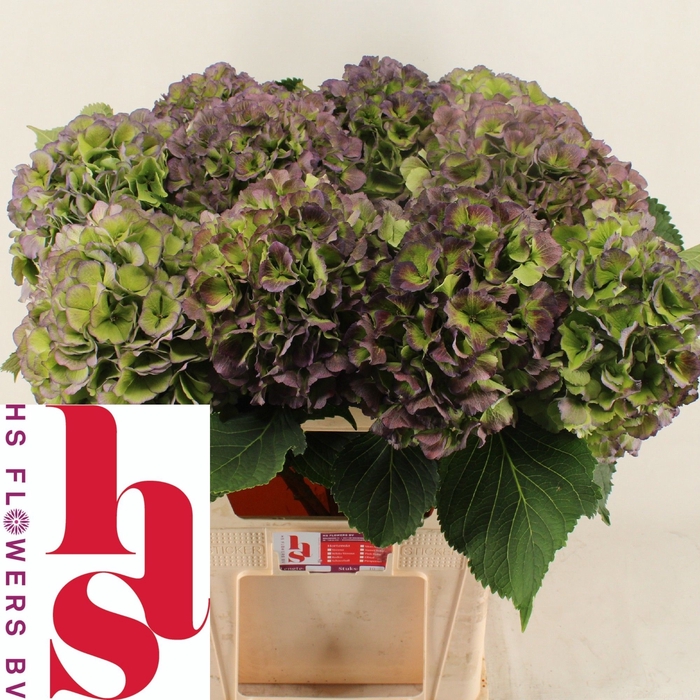 <h4>Hydrangea verena blue classic</h4>