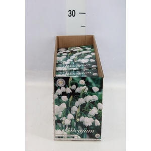 Flowerbulbs, corns or tubers   ...