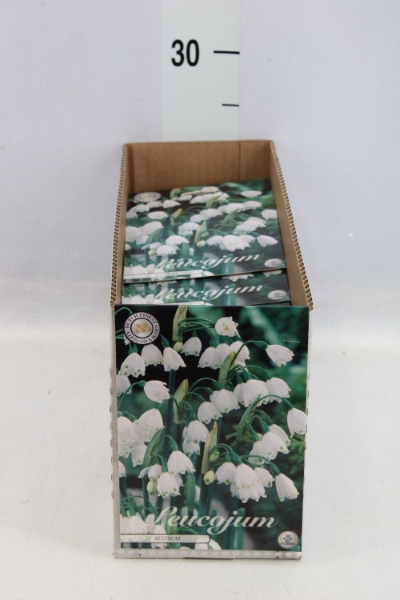 <h4>Flowerbulbs, corns or tubers   ...</h4>