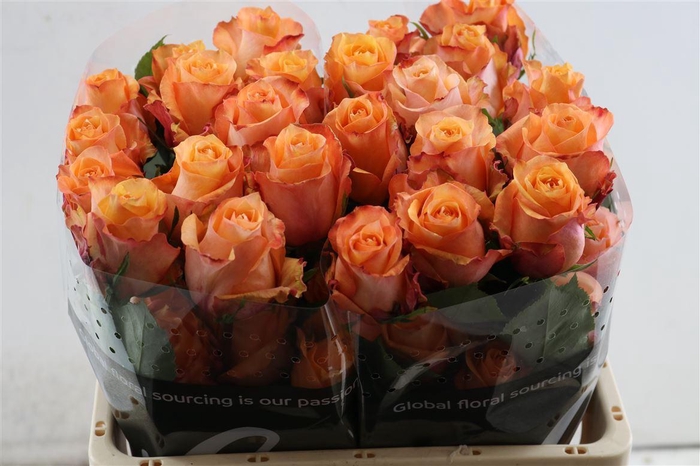 <h4>R Gr Twilight</h4>