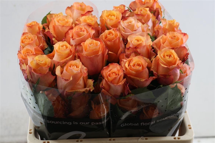 <h4>R Gr Twilight</h4>