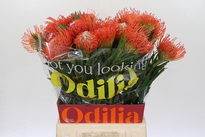 <h4>Nutans Tango</h4>