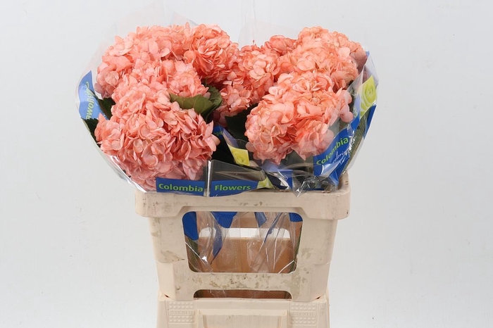 <h4>Hydr Light Salmon</h4>