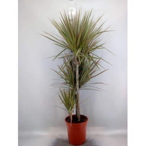 Dracaena marg. 'Bicolor'
