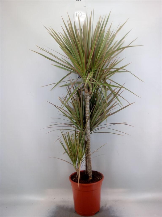 <h4>Dracaena marg. 'Bicolor'</h4>
