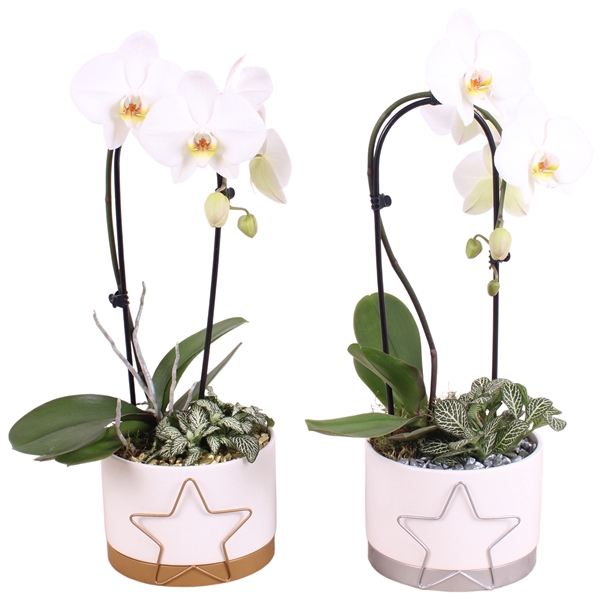 <h4>Christmas Arr. Phalaenopsis Starframe Ceramic Gold/Silver 17cm 2</h4>