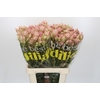 Blushing Bride Pink 6/9 Flowers