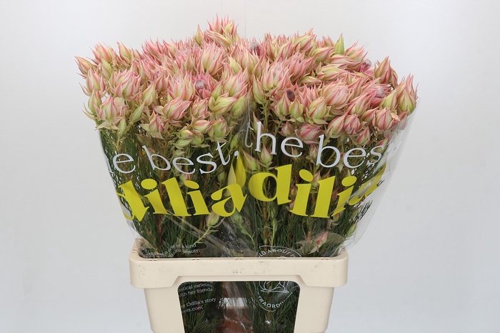 <h4>Blushing Bride Pink 6/9 Flowers</h4>