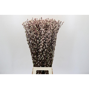 Salix Caprea Snow Flake P. Red Absorbed
