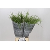 Panicum Fountain
