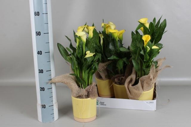 <h4>ZANT SUNCLUB</h4>