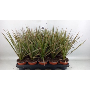 Dracaena marg. 'Bicolor'