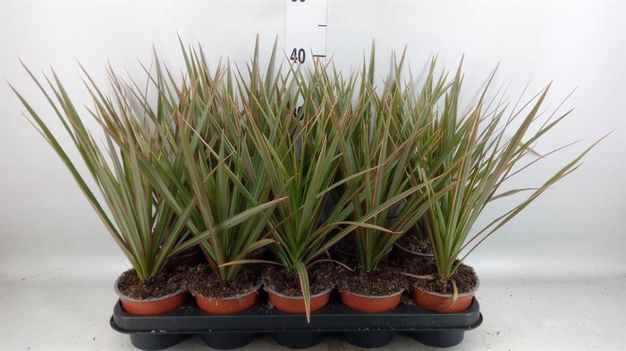 <h4>Dracaena marg. 'Bicolor'</h4>